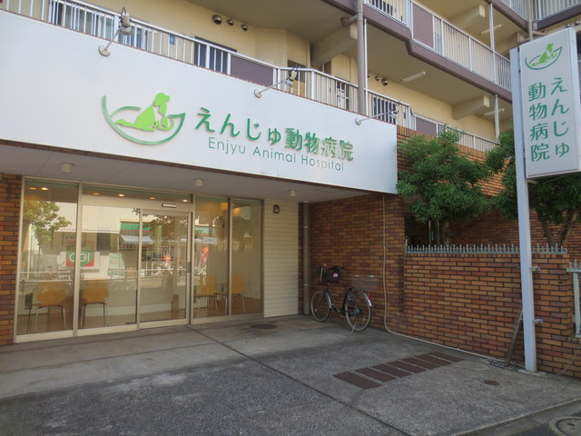 Ｆｅｌｉｃｅ　フェリーチェのその他|えんじゅ動物病院