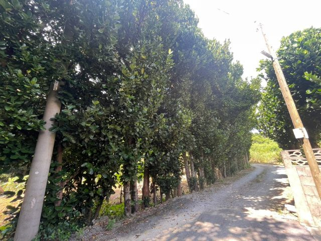 本部町備瀬の外観