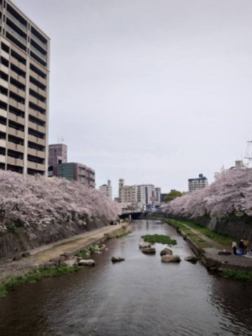グランドパレスプラウド到津（A-1）の展望|川沿いの桜と鯉や水鳥の美しい景色が楽しめます