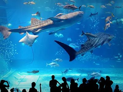 沖縄西海岸のサンセットを望む、北谷のラグジュアリーホテルのその他|美ら海水族館（約70k 車で約70分）