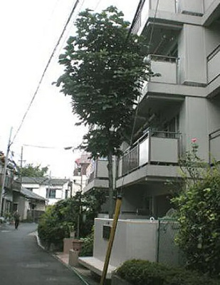 【外観】 | コーポ小山