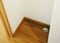 【設備】 | メゾンフラワー笹塚