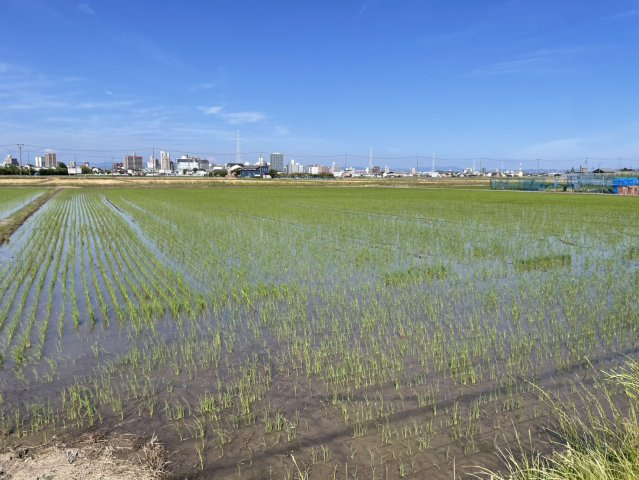 刈谷市野田町大ヒゴ　売地