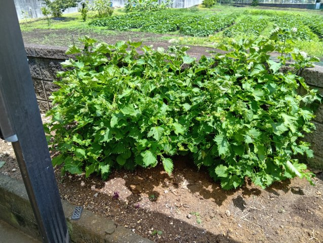 売中古戸建　富士市厚原の庭|専用庭があります。庭木を植えたり、ガーデニングが楽しめます。