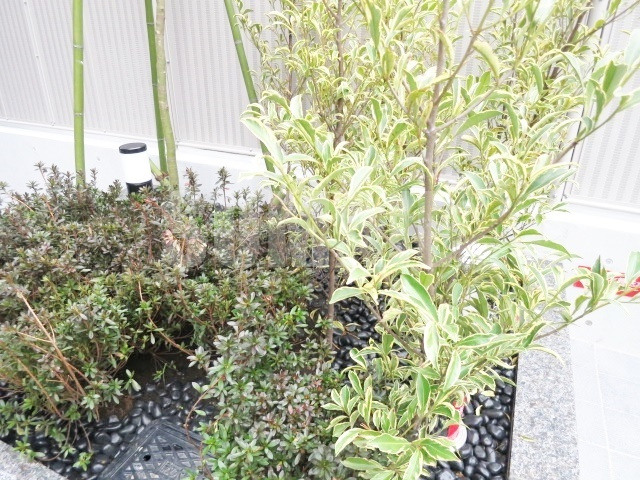 ルーブル東十条弐番館のその他|植栽です☆