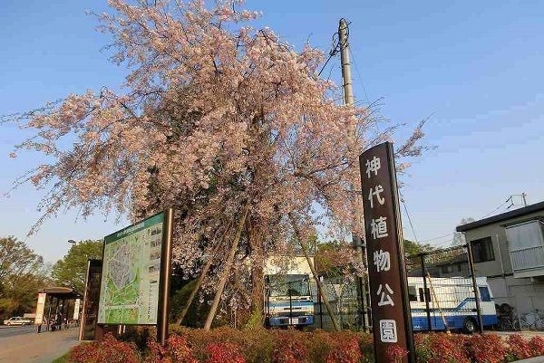 ヴァンヴェール深大寺　Ⅰのその他