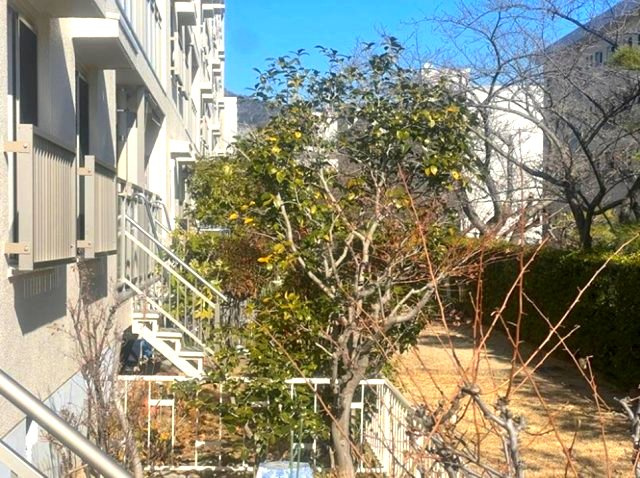 渦ヶ森コーポ16号館の庭|専用庭は、花や緑を飾る、オープンエアーリビングとして使う。暮らしに合わせて自由に利用できるスペースです。