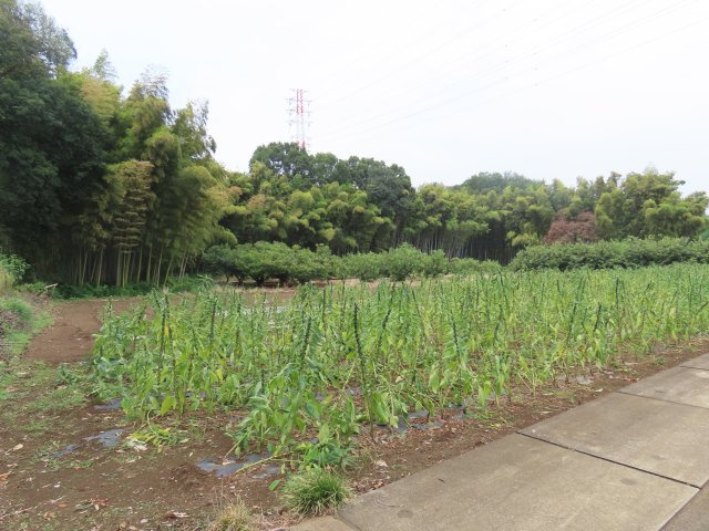 坂戸市塚越売地の展望
