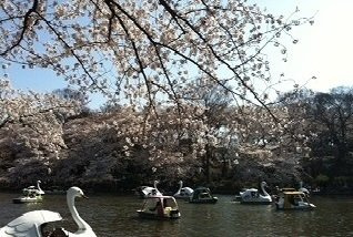 フィオーレ三鷹台の周辺|井の頭公園まで2200m