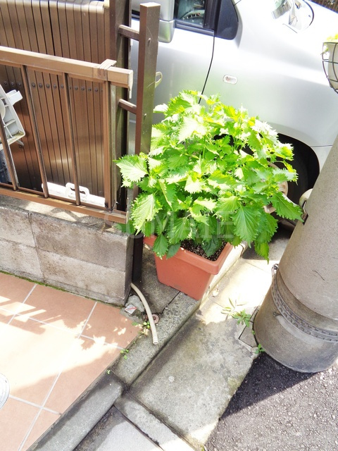 リルシア王子のその他|植栽です
