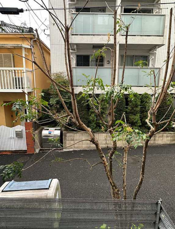 ZOOM表参道　デザイナーズ　ペット相談　分譲賃貸の展望