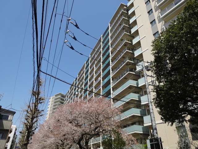 ブランシエスタ王子の外観|マンションの前の桜並木が本当にきれいです♪