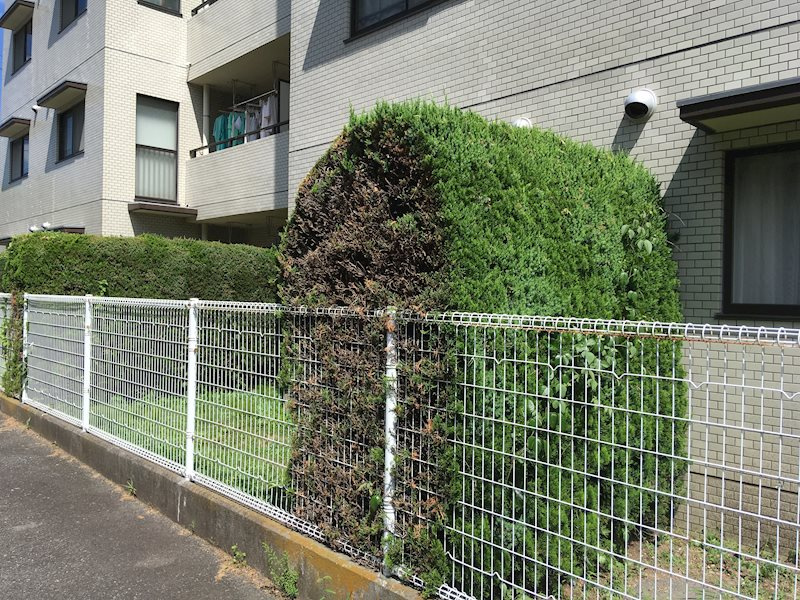 隣の住戸とは生垣で仕切られています♪