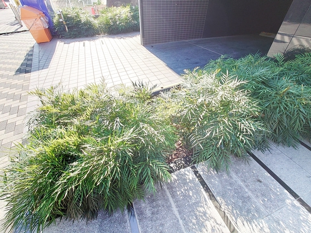 ロアール赤羽のその他|植栽です☆