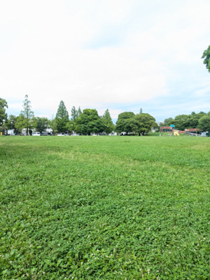 【周辺】Ｈａｗｋ　Ｆｏｒｅｓｔ
