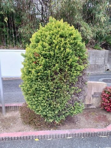 グレ－ス新町のその他
