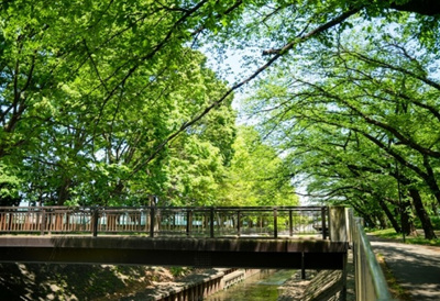【周辺】 | 杉並区善福寺4丁目　新築戸建　A号棟 14500万円 | 善福寺川公園