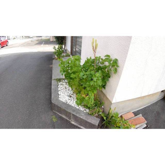 原一戸建のその他