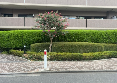 【庭】 | ナイスパークステイツ相模大野 | マンション敷地内の緑豊かな環境や植栽スペースです。管理体制がしっかりとした総戸数116戸の大規模コミュニティならではの手入れの行き届いた環境が魅力です。四季の彩りを感じながら心地よく暮らせます。