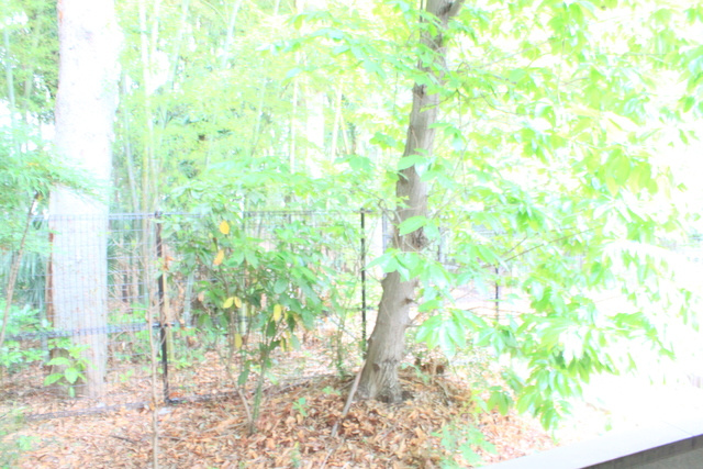 ＦｏｒｅｓｔＳｉｄｅの展望|バルコニーから緑を感じられます