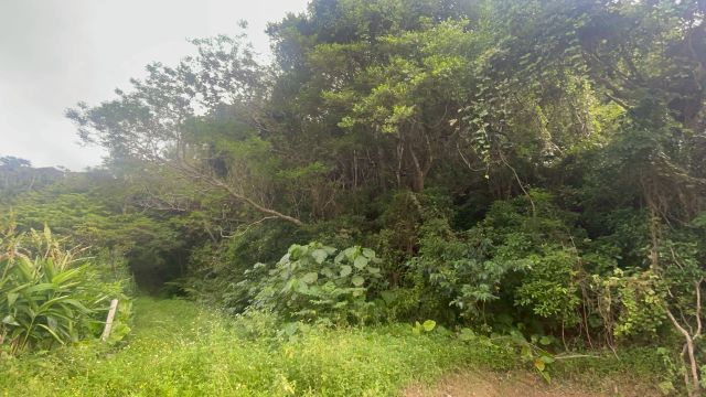名護市三原