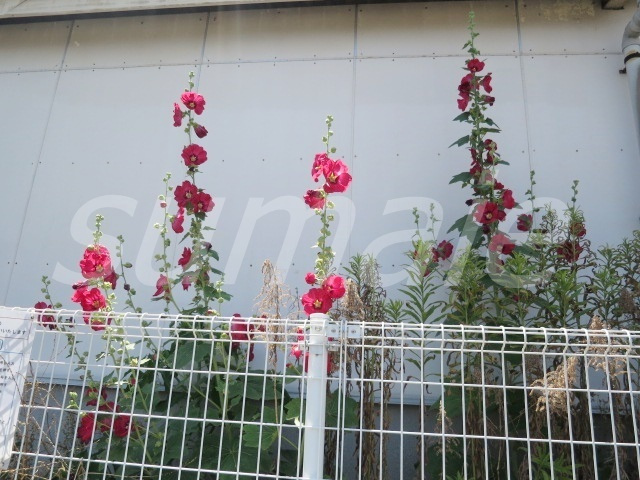 メゾーネ・アポロンのその他|お花が咲いてて癒されますね♪