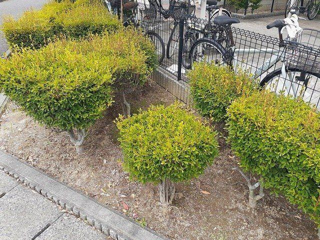 シャロ－ゼＩのその他