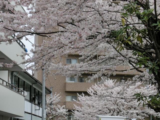 桜並木まで1m