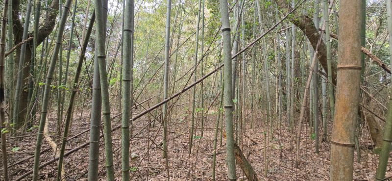 長生郡睦沢町上市場　売地の外観|■タケノコ堀ができます♪