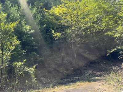 【外観】 | 丹波篠山市今田町今田　山林