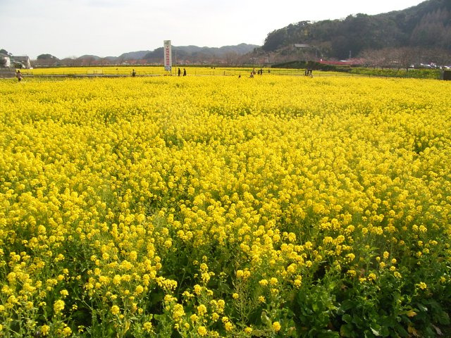 南伊豆町　下小野の周辺
