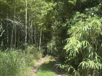  | 丹波篠山市今田町辰巳　山林1