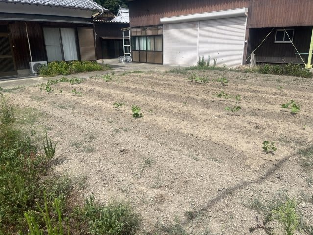姫路市安富町塩野平屋(倉庫・畑付き）の庭|畑