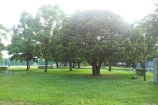コッティアラヤの周辺|大岡公園まで350m