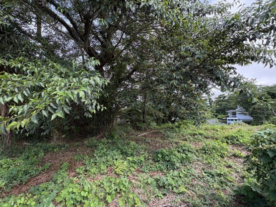 【外観】 | 大室高原別荘地　売地