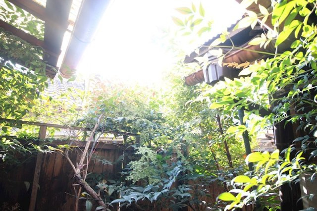 新京橋戸建の庭