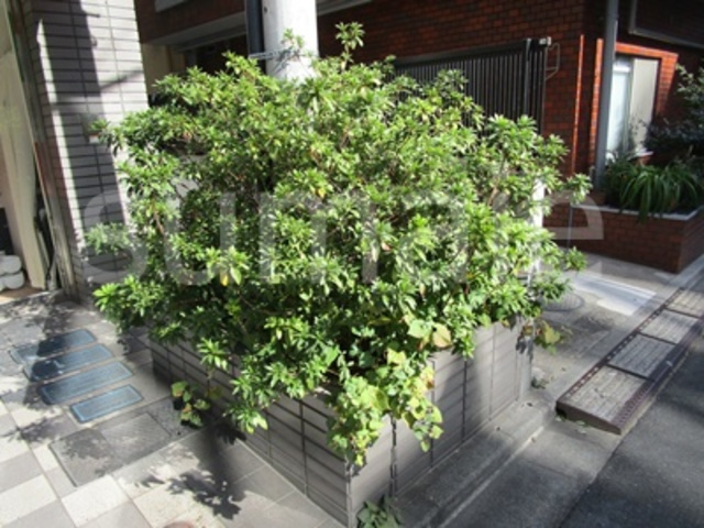 コルトンハイツのその他|植栽です☆