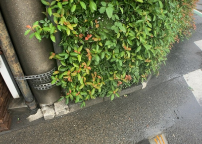 【庭】 | ユニハイム本厚木 | 物件周辺には豊かな緑や平坦な敷地が広がっており、周辺環境の良さを実感できます。自然を感じられる落ち着いたロケーションで、毎日のお散歩やリフレッシュにもぴったりの穏やかな住環境が整っています。