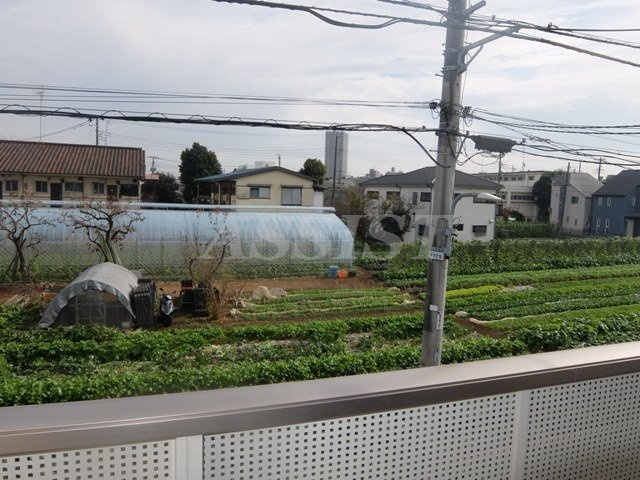 ブルースターの展望