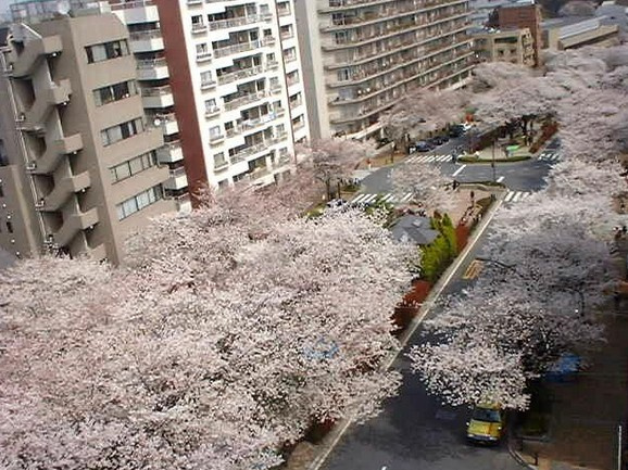 播磨坂桜並木まで227m
