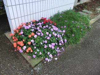 植栽