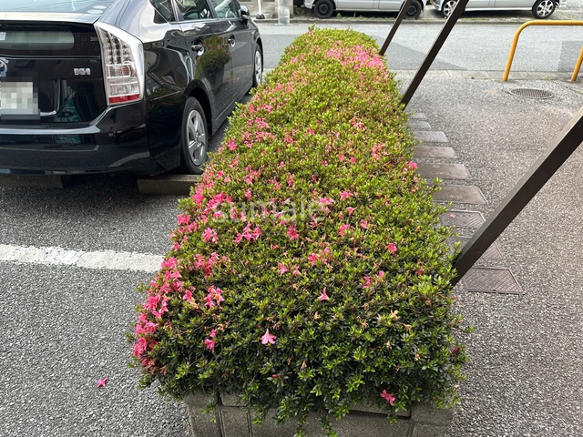 ハイツトミのその他|植栽