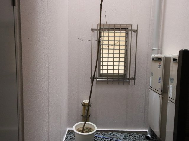 エルミタージュ雅のその他