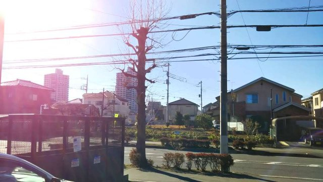 レオネクストセレッサのその他