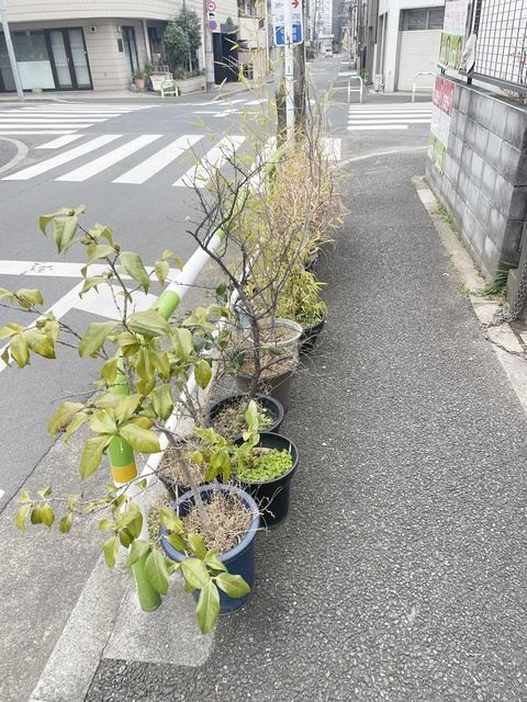 クポリーノ駒込のその他|植栽です☆