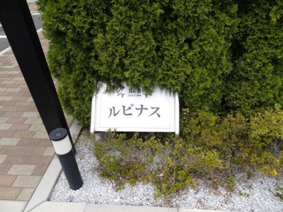 【庭】 | ルピナス
