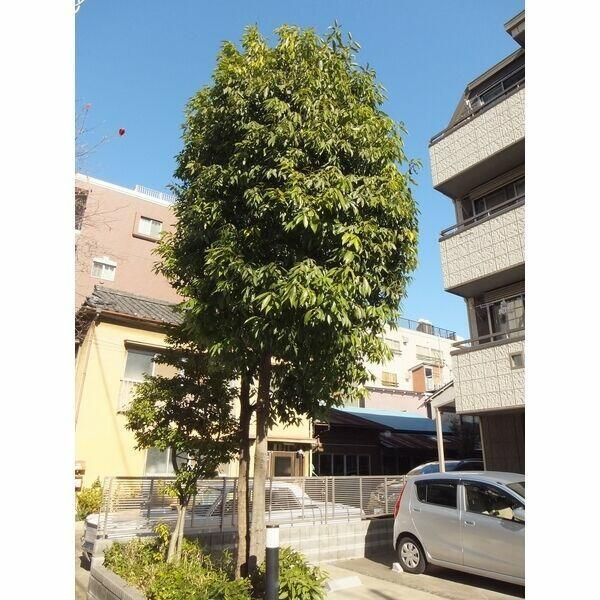 リビオンのその他