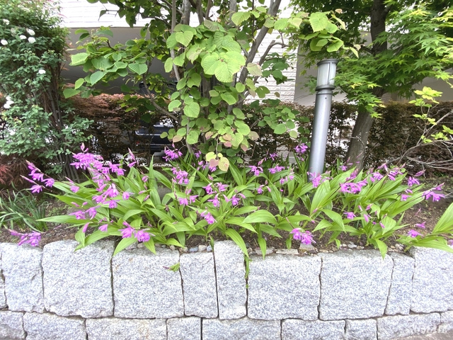 ソレイユ南与野のその他|癒しの植栽です。