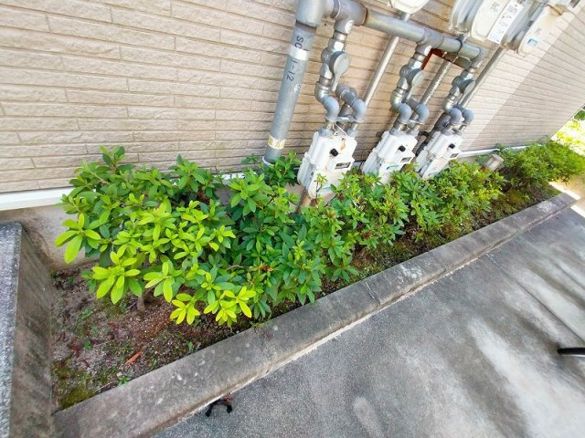 レオネクストＳＡＫＵＲＡのその他|植栽
