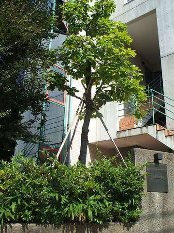 ＰＡＴＩＯのその他|★敷地内は緑豊かです★